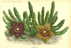 کاکتوس گل ستاره دریایی